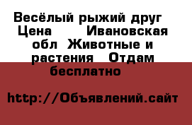 Весёлый рыжий друг › Цена ­ 1 - Ивановская обл. Животные и растения » Отдам бесплатно   